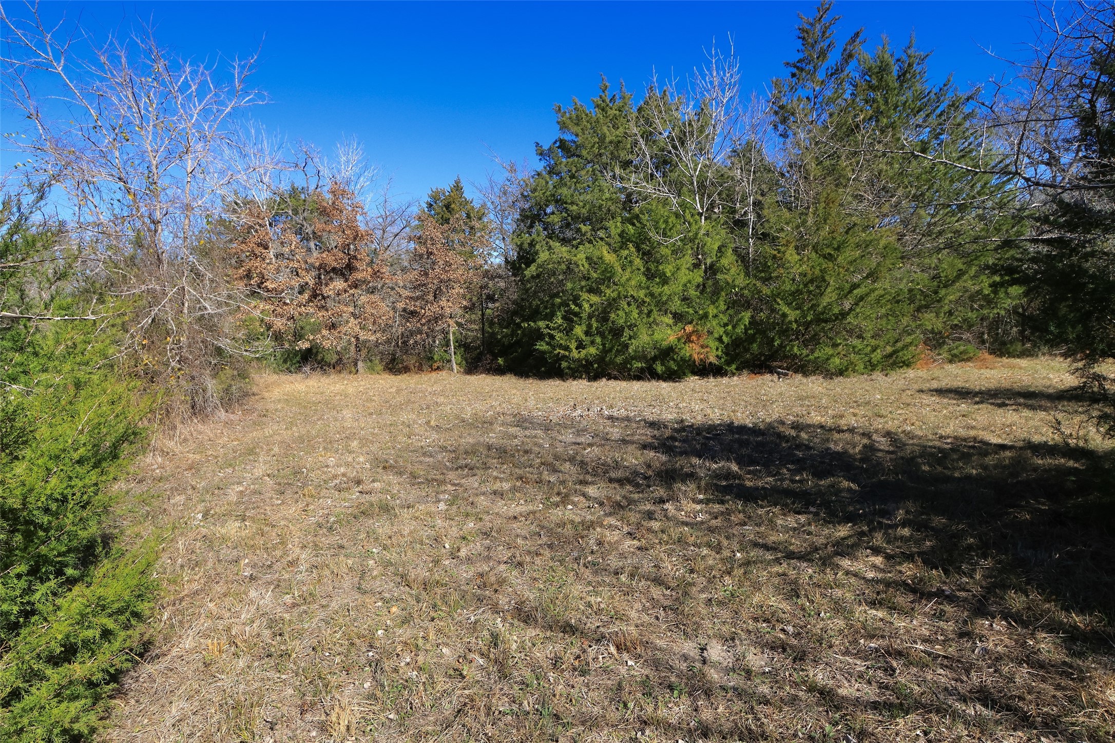 5.002-acres Winding Meadow Road Bedias, TX 77831 - Photo 5 of 31 a view of a yard with a tree