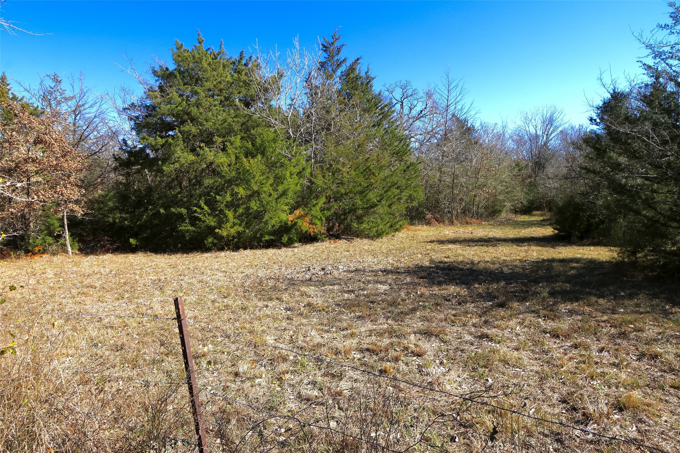 5.002-acres Winding Meadow Road Bedias, TX 77831 - Photo 7 of 31 a view of dirt yard with a large tree