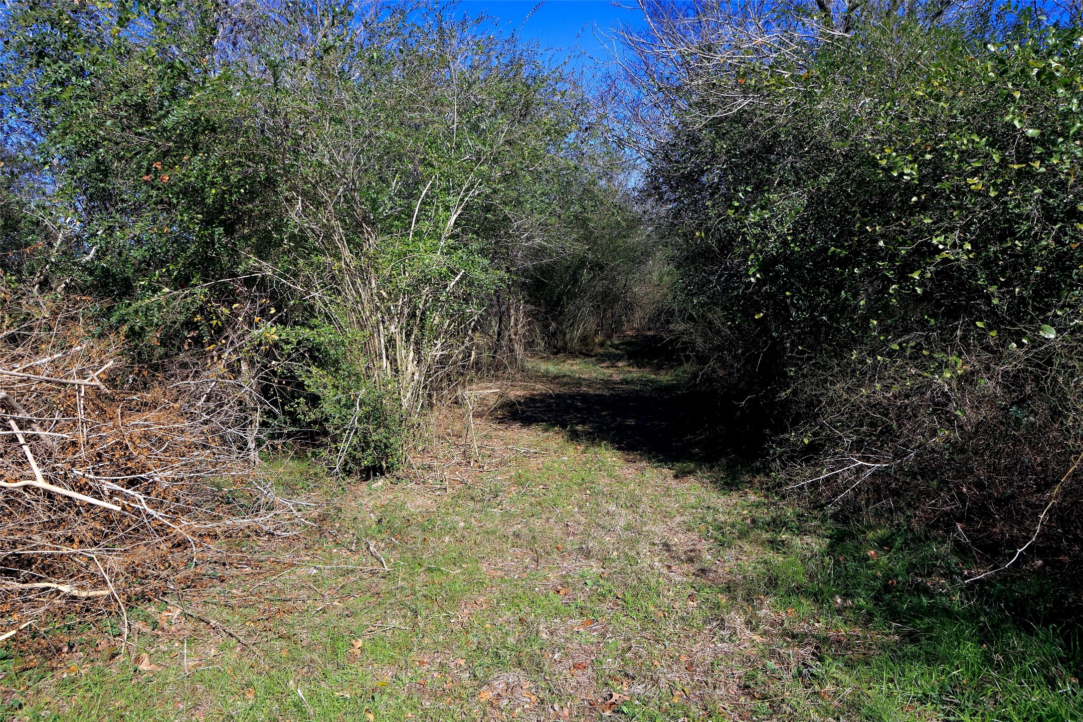 5.002-acres Winding Meadow Road Bedias, TX 77831 - Photo 8 of 31 a view of back yard