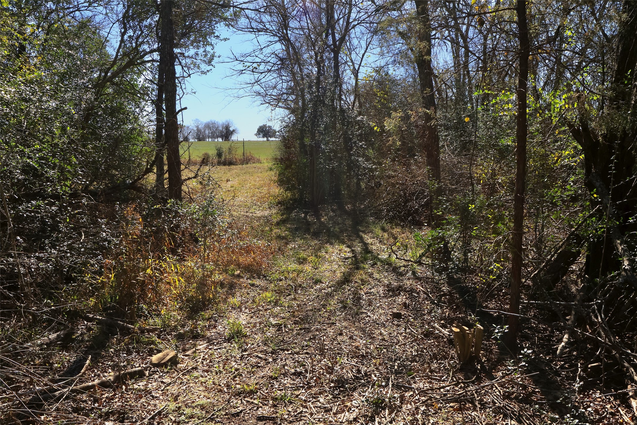 5.002-acres Winding Meadow Road Bedias, TX 77831 - Photo 10 of 31 a view of a yard of a house