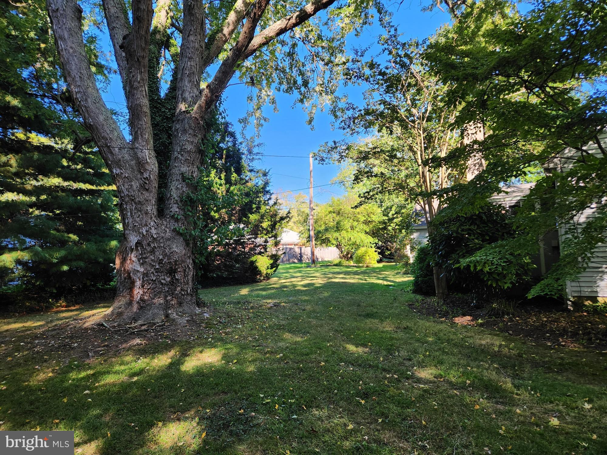 28538 Edgemere Road Easton, MD 21601 - Photo 23 of 27 Lush green oasis with towering trees.