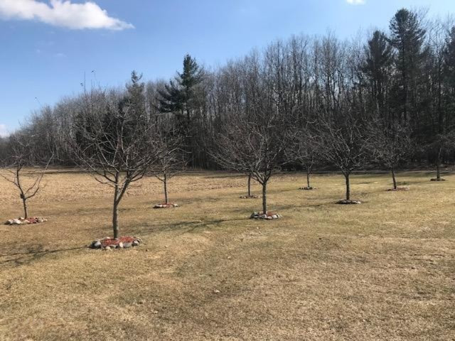 10364 Broadway Road Remus, MI 49340 - Photo 15 of 32 Fruit trees