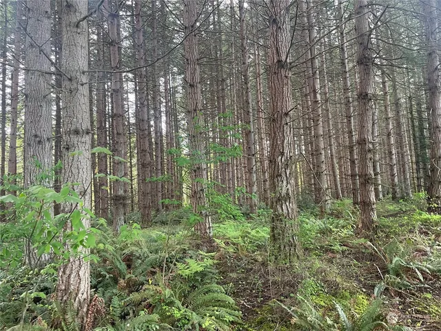 a view of lots of trees