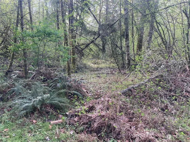 a view of a yard with large trees