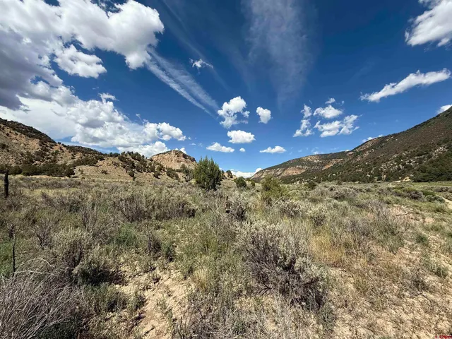 a view of a bunch of trees in the yard