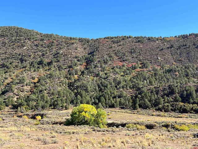 a view of a dry yard with wooden fence