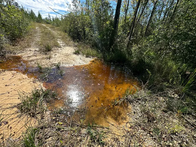 a view of a lush green forest with a houses in the background