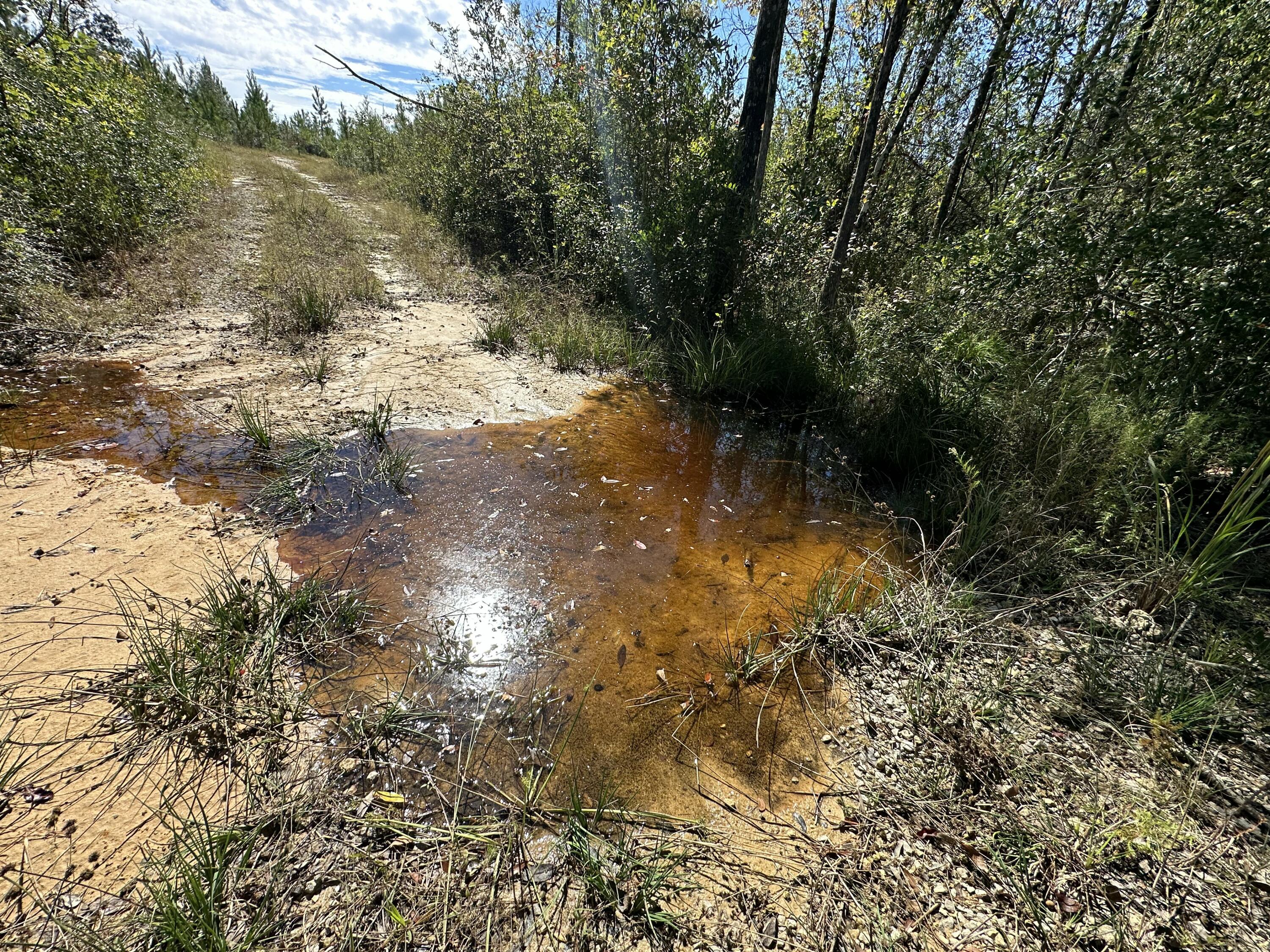 Parcel A Millside Road Laurel Hill, FL 32567 - Photo 6 of 13 a view of a yard with a tree