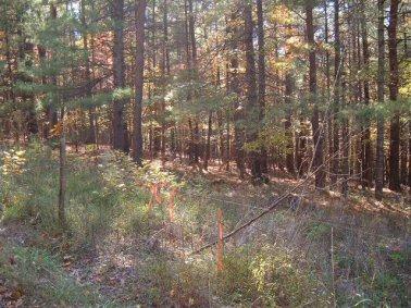 Lot 2 Blue Bend Road Rocky Mount, VA 24151 - Photo 3 of 6 a view of covered with trees