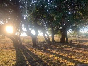 2232 Private Road 4032 Road Eden, TX 76837 - Photo 2 of 40 a backyard of a house with lots of green space