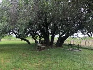 a view of park with tree s