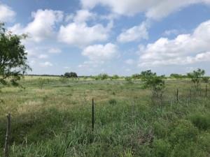 2232 Private Road 4032 Road Eden, TX 76837 - Photo 38 of 40 a view of a green field with lots of green space
