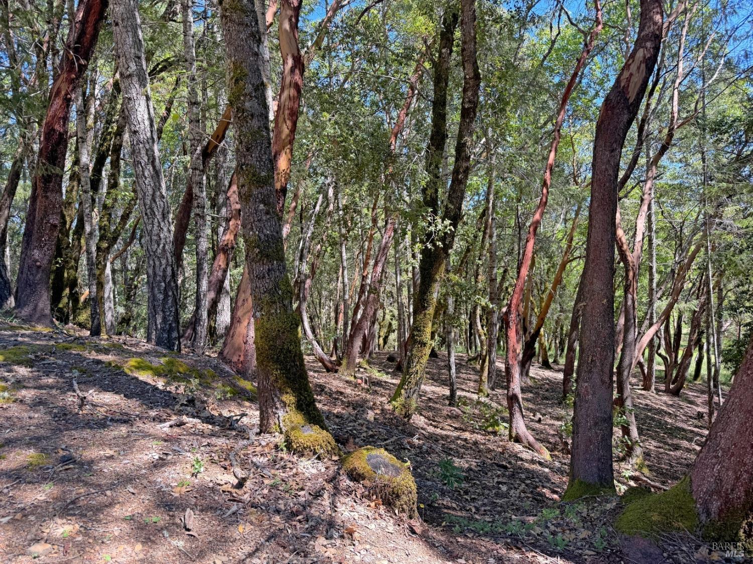 a view of a backyard with large trees