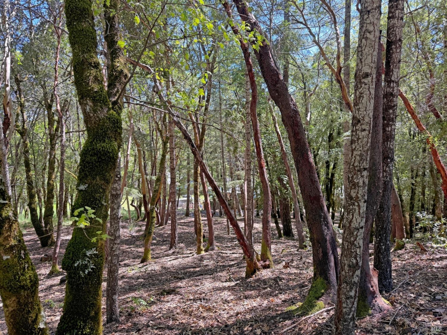 2076 Buckeye Road Willits, CA 95490 - Photo 12 of 12 a view of tree