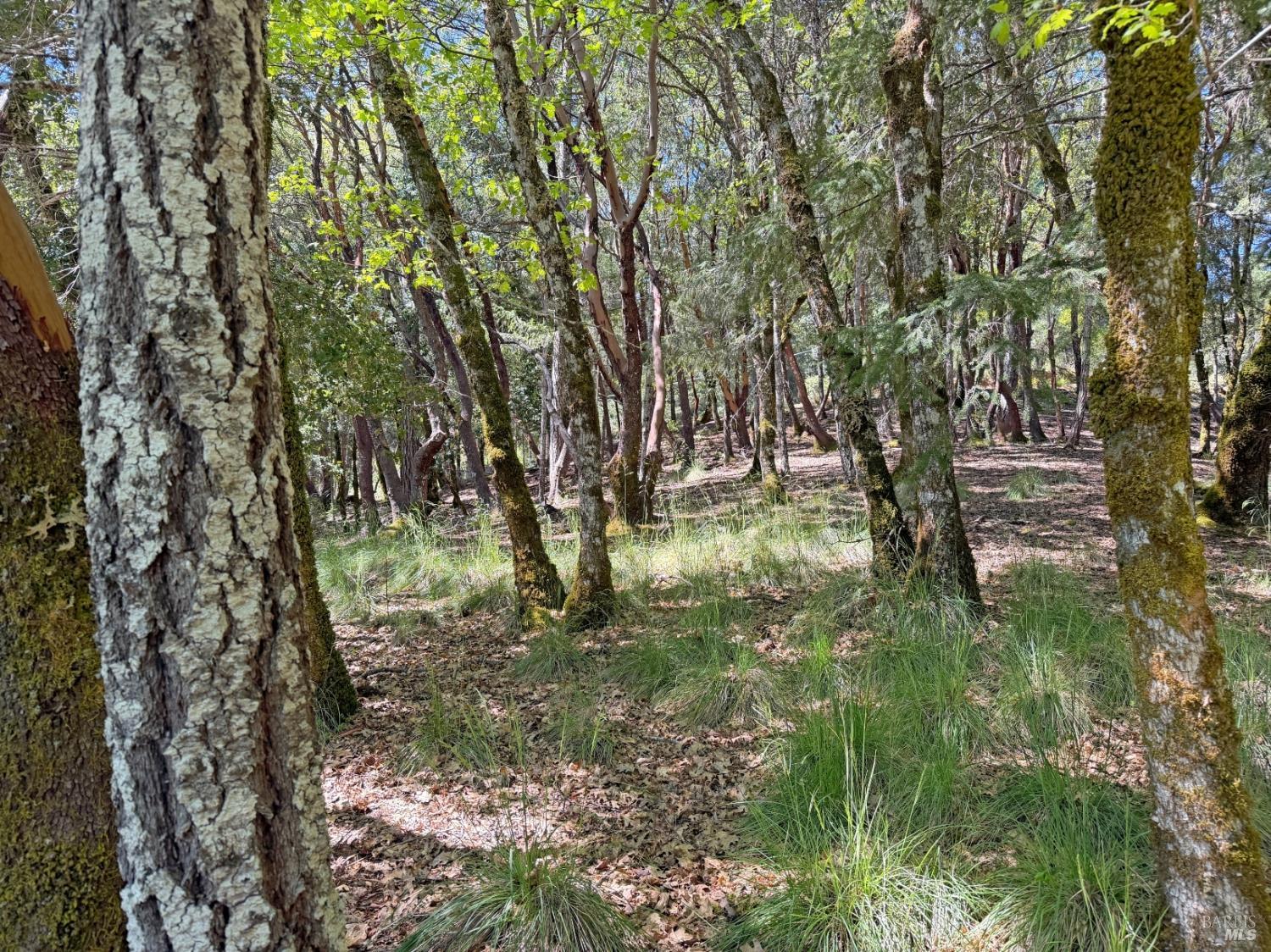 2076 Buckeye Road Willits, CA 95490 - Photo 5 of 12 a view of outdoor space and trees