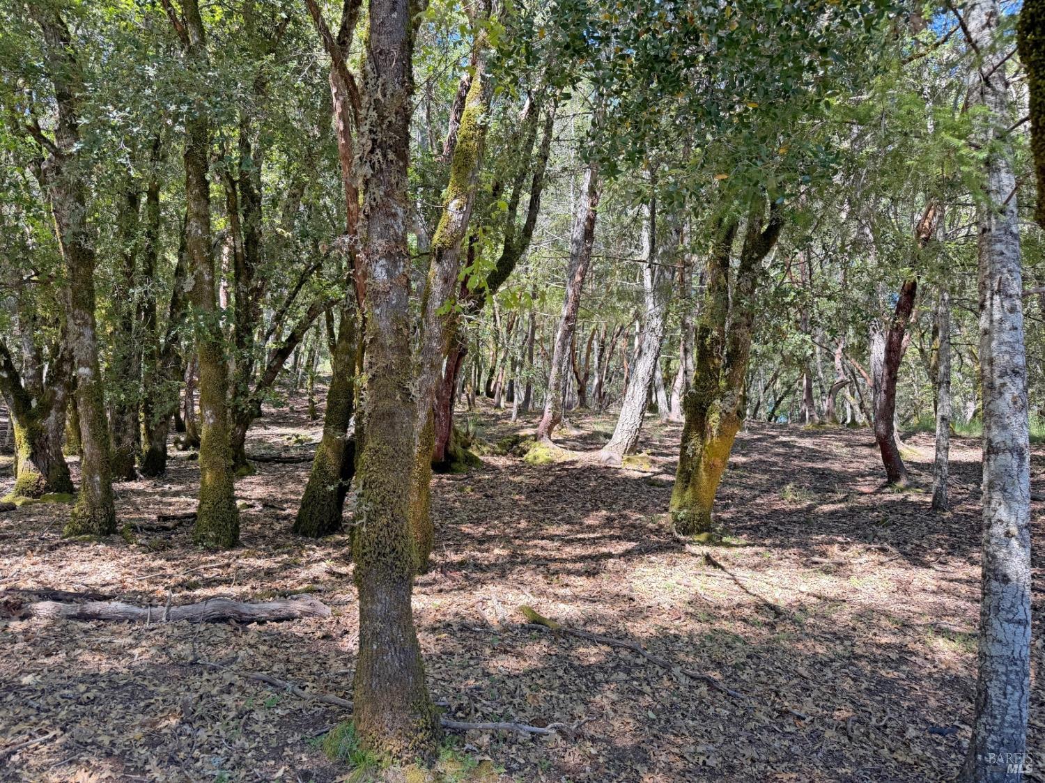 2076 Buckeye Road Willits, CA 95490 - Photo 6 of 12 a view of a tree in the middle of a yard