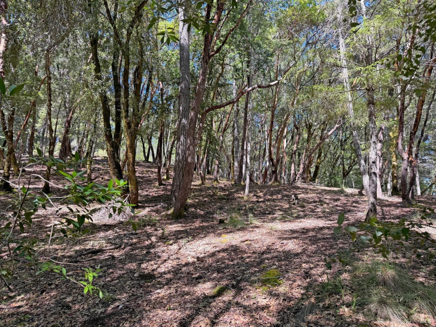 2076 Buckeye Road Willits, CA 95490 - Photo 10 of 12 a view of tree
