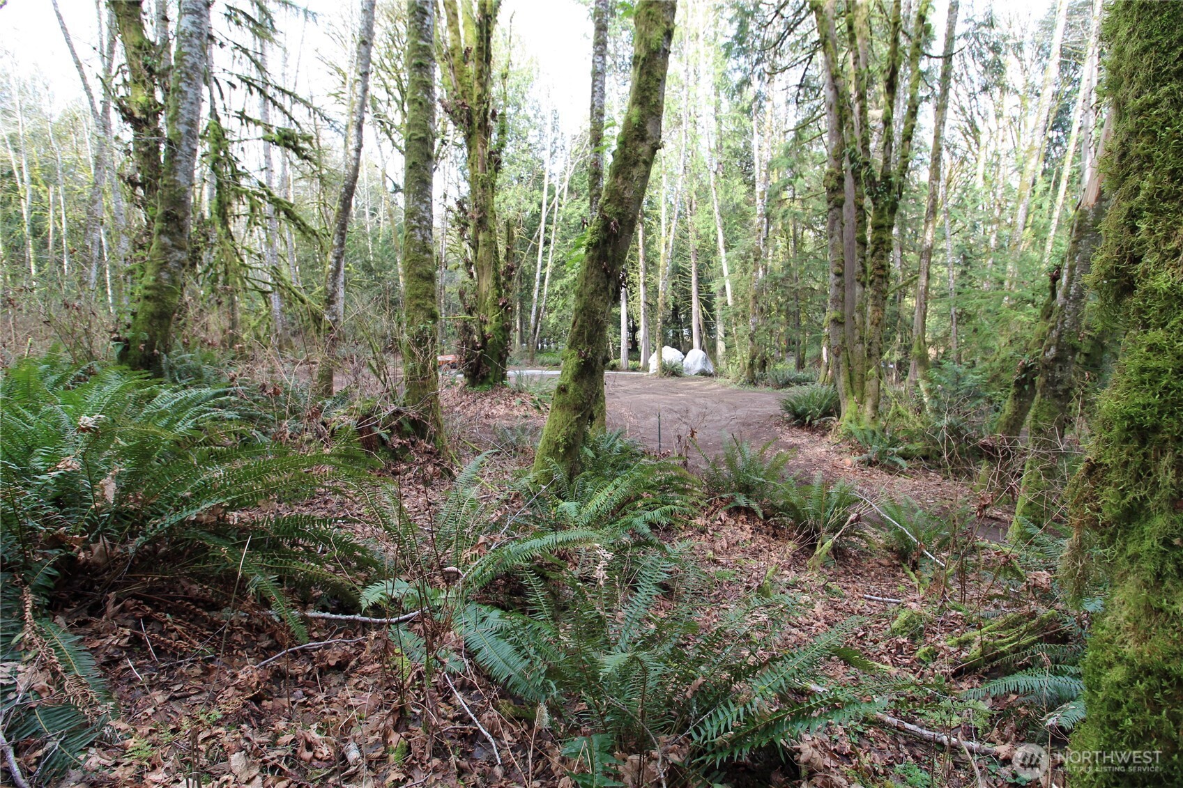 6509 Northeast Sid Price Road Poulsbo, WA 98370 - Photo 11 of 16 a view of a forest with trees in the background