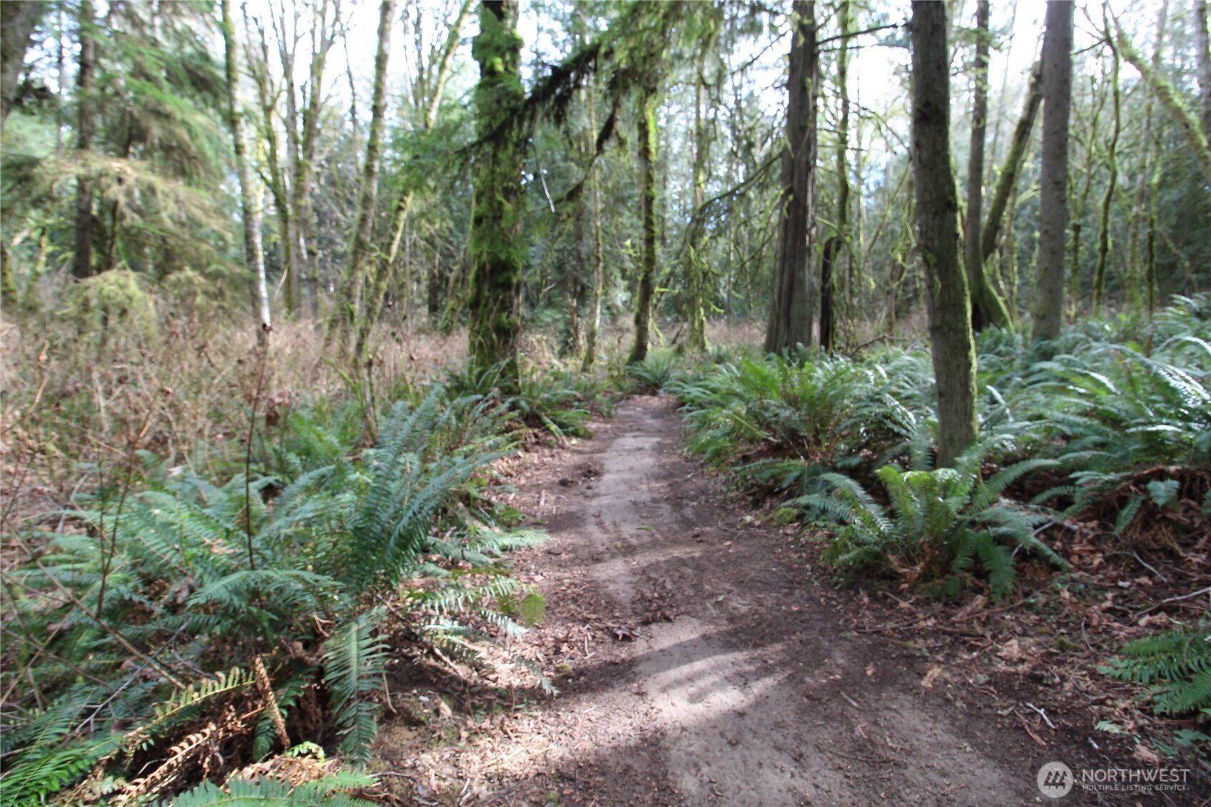 6509 Northeast Sid Price Road Poulsbo, WA 98370 - Photo 12 of 16 a view of forest