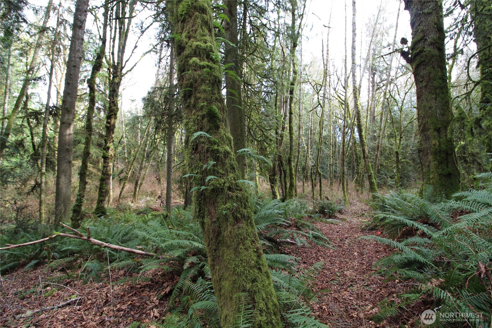 6509 Northeast Sid Price Road Poulsbo, WA 98370 - Photo 13 of 16 a view of backyard with green space