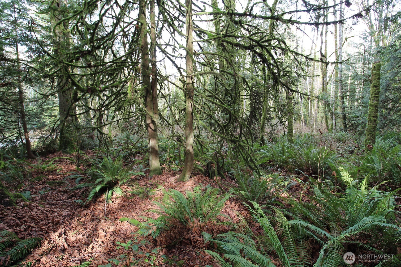 6509 Northeast Sid Price Road Poulsbo, WA 98370 - Photo 14 of 16 a view of a forest with a tree