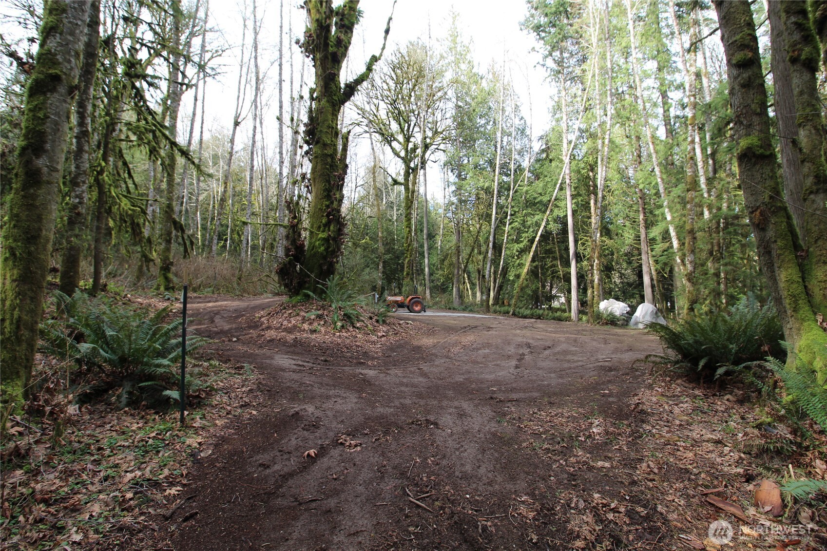 6509 Northeast Sid Price Road Poulsbo, WA 98370 - Photo 9 of 16 a view of a forest with trees in the background