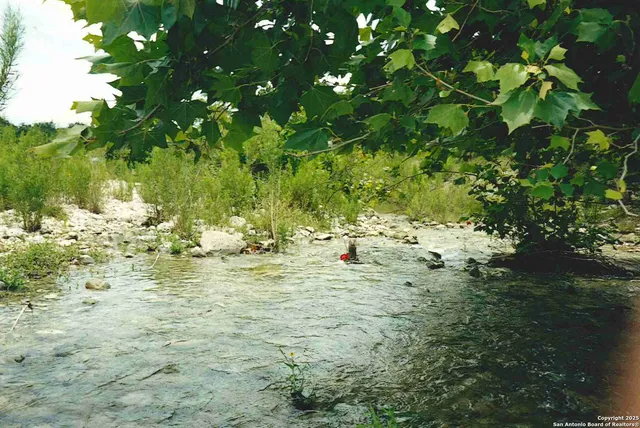 a view of a forest with lots of trees
