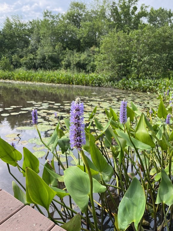 10 Sleepy Hollow Road Topsfield, MA 01983 - Photo 20 of 29
