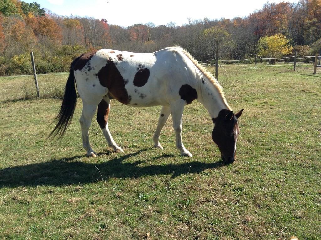 10 Sleepy Hollow Road Topsfield, MA 01983 - Photo 23 of 29