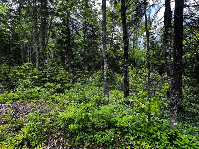 $49,900 | Map Lot 10 East Map Lane, Merrill, ME 04780