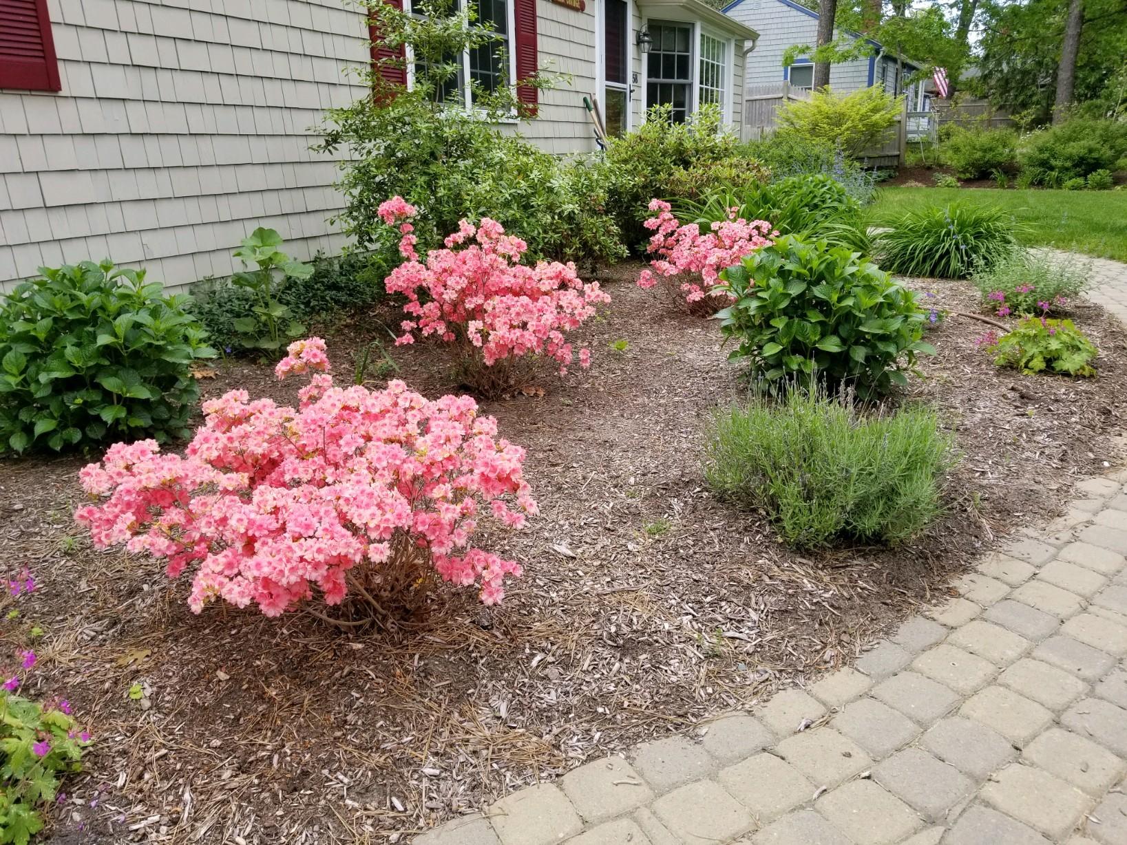 58 Aunt Debbys Road Dennis Port, MA 02639 - Photo 5 of 38 a front view of a house with a yard and flowers