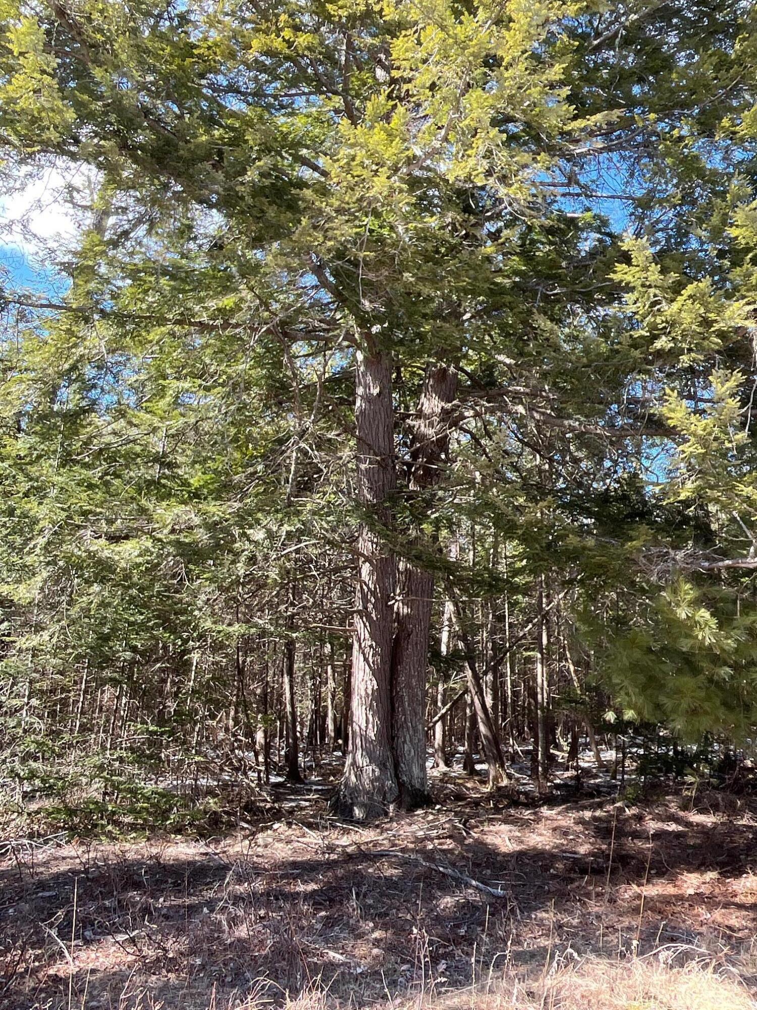 479 Main Road Eddington, ME 04428 - Photo 15 of 28 tree growth 6