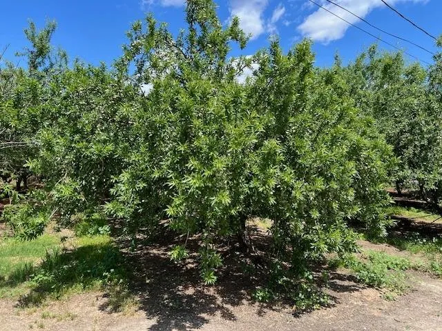 $1,936,800 | 2901 Youngstown Road, Turlock, CA 95380