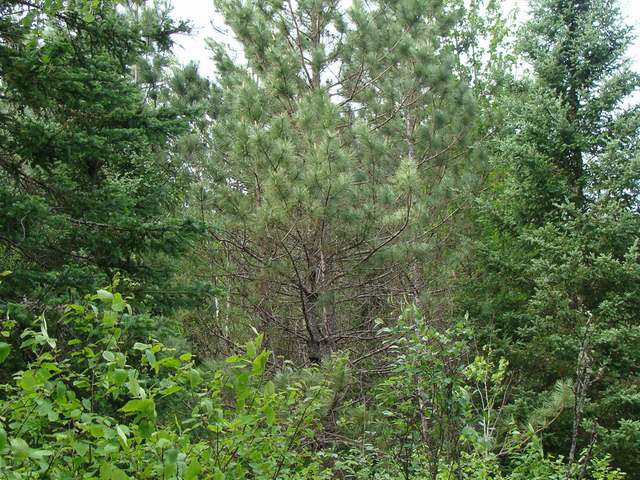 Off Pine Lake Road Tripoli, WI 54564 - Photo 17 of 18 Gallery Image 17