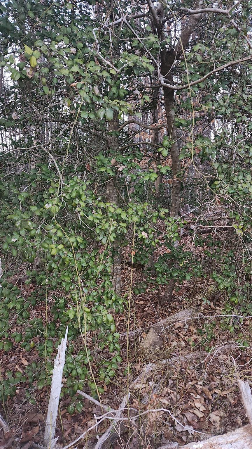 Tbd Burns Road Granite Falls, NC 28630 - Photo 7 of 11 Gallery Image 7