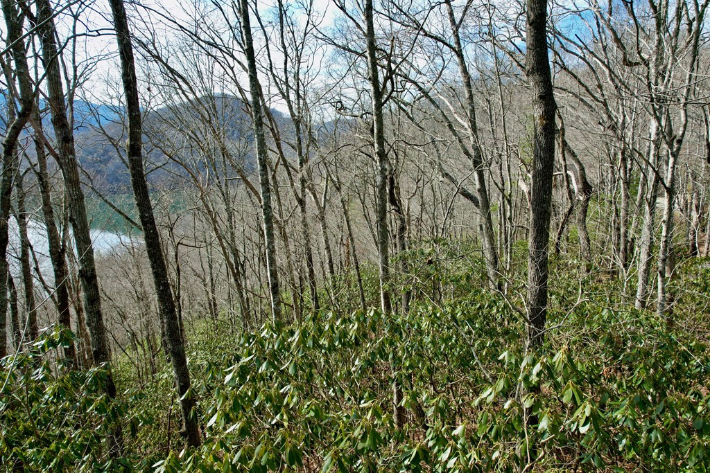 Tbd Tbd Zimmerman / Holly Ridge Road Topton, NC 28781 - Photo 3 of 7