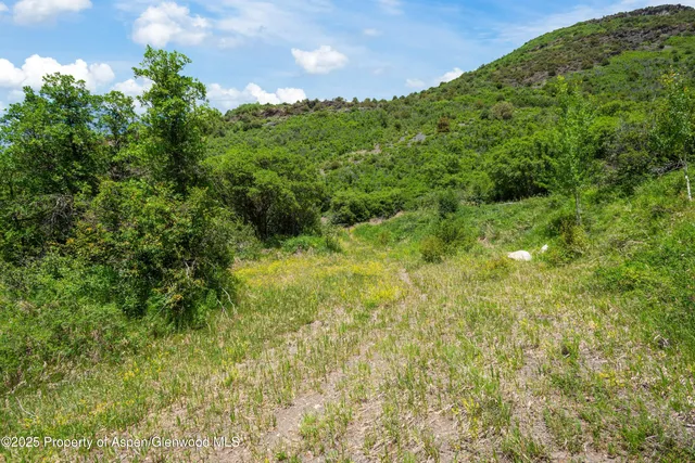 a view of a lush green forest with lots of trees