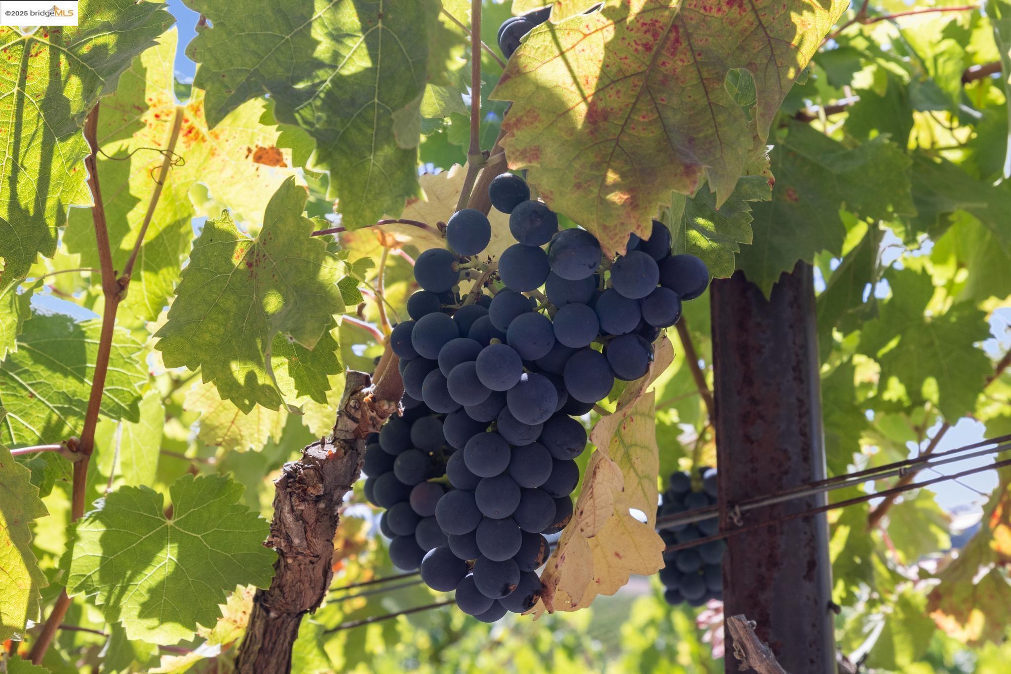 1531 Foster Road Napa, CA 94558 - Photo 52 of 57