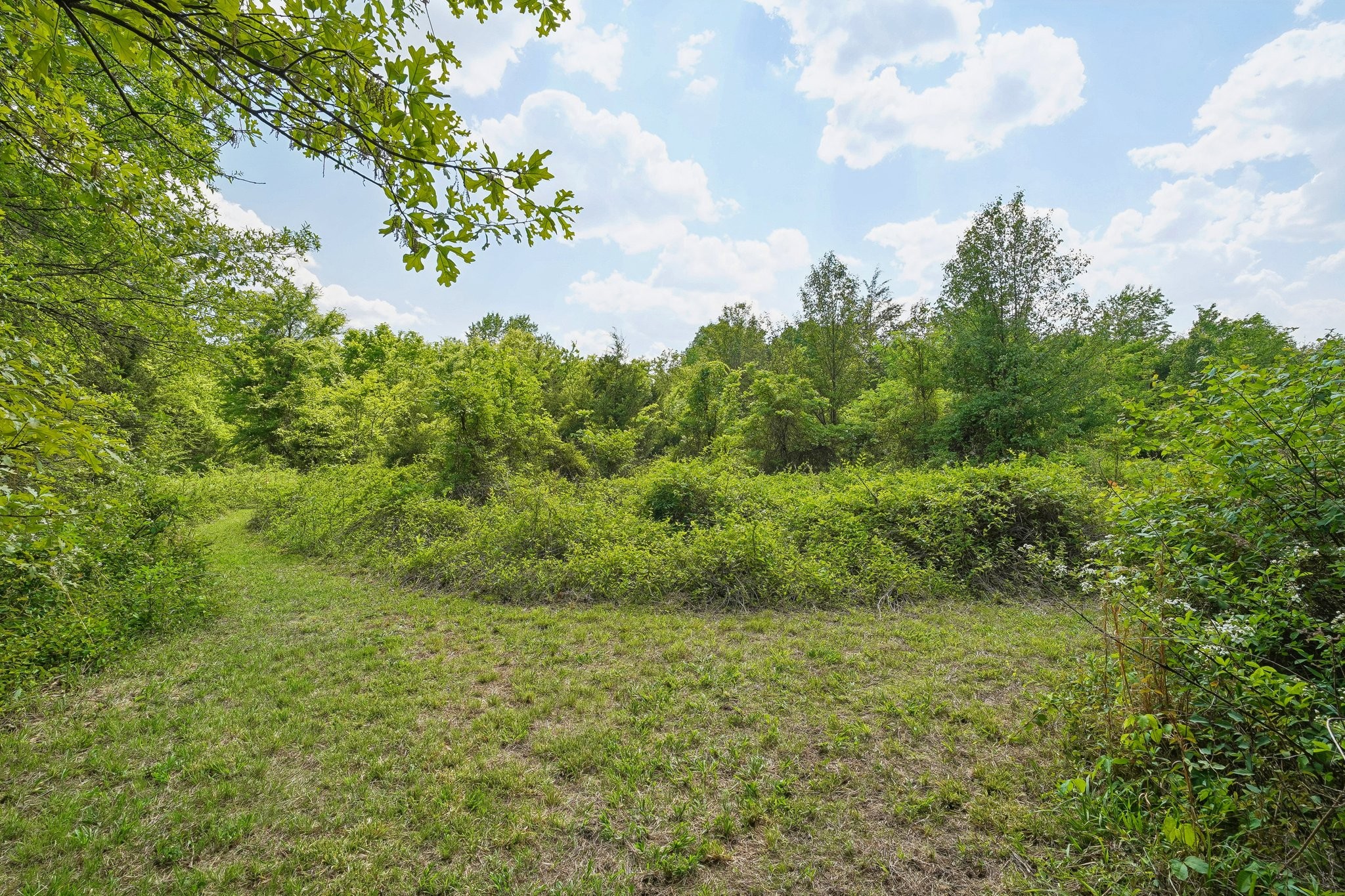 4844 Coleman Hill Road Rockvale, TN 37153 - Photo 54 of 66 a view of a big yard with large trees
