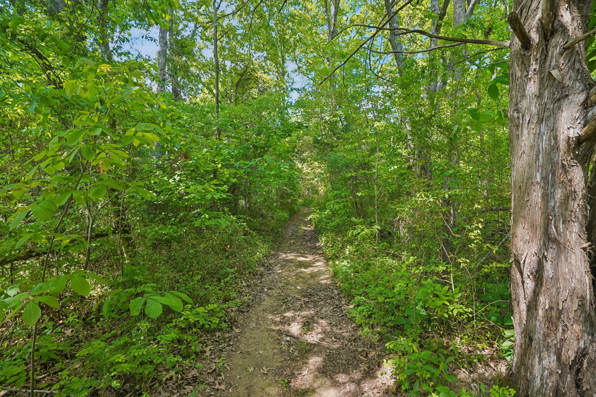 4844 Coleman Hill Road Rockvale, TN 37153 - Photo 57 of 66 a view of a lush green forest