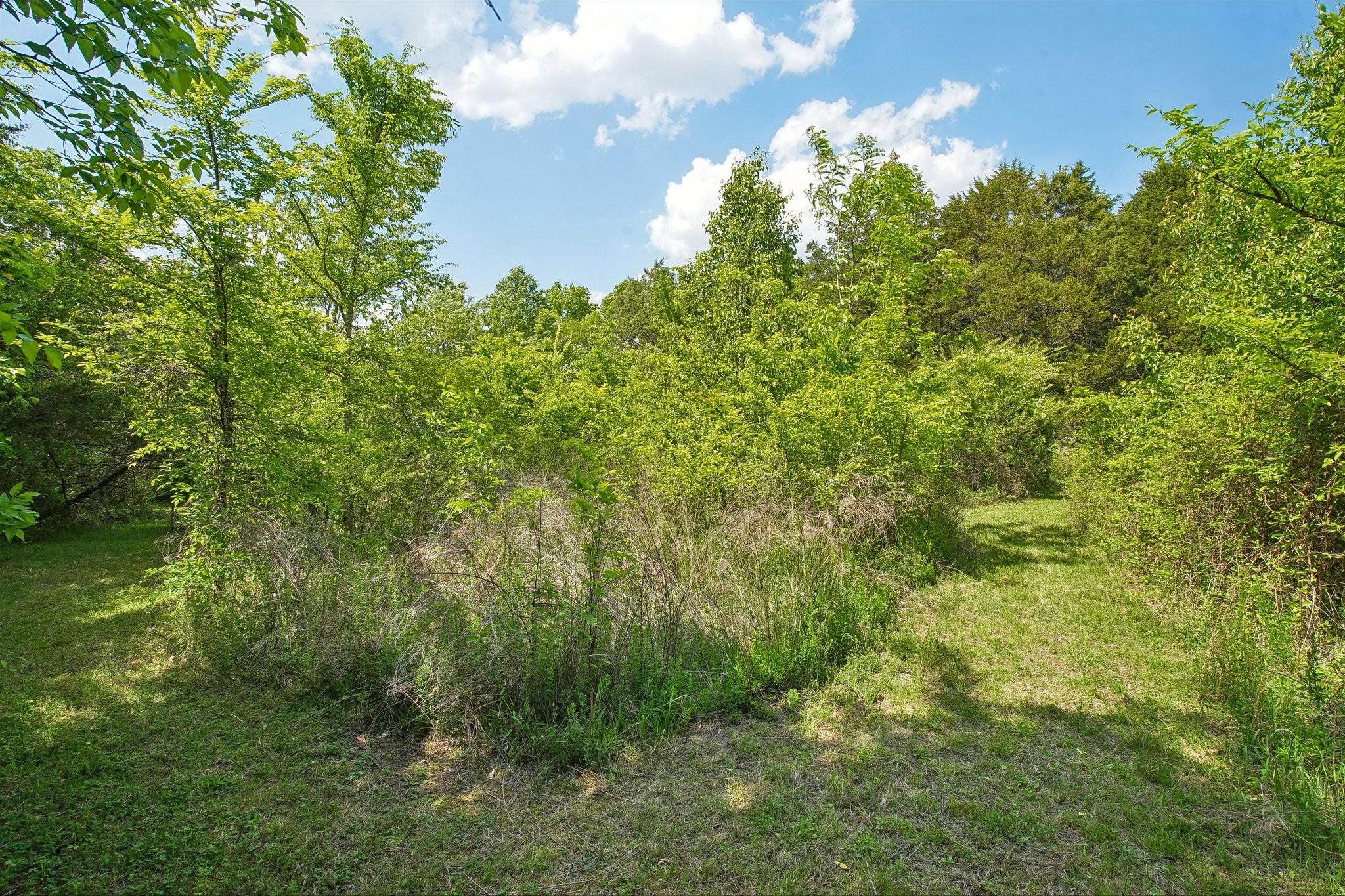 4844 Coleman Hill Road Rockvale, TN 37153 - Photo 60 of 66 a view of a lush green forest