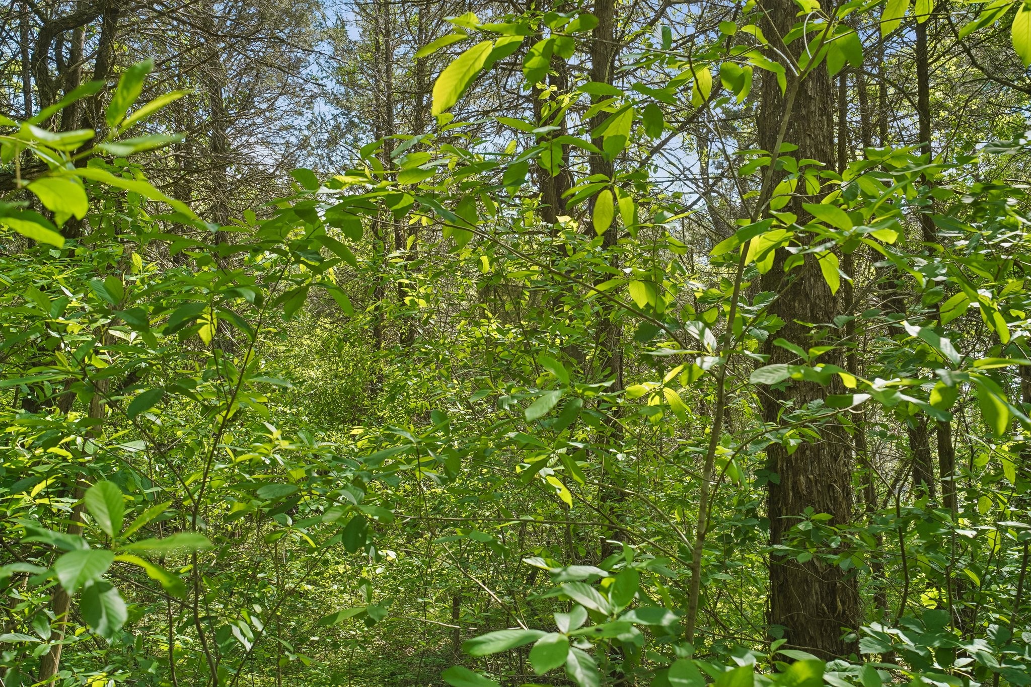 4844 Coleman Hill Road Rockvale, TN 37153 - Photo 62 of 66
