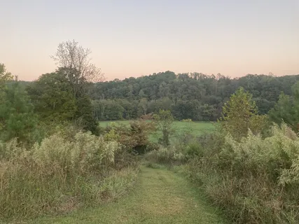 a view of a forest with trees in front of it