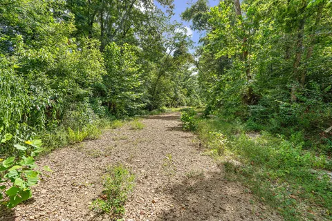 a view of a yard with plants and a tree