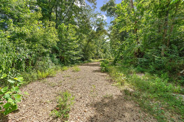 a view of a yard with plants and a tree
