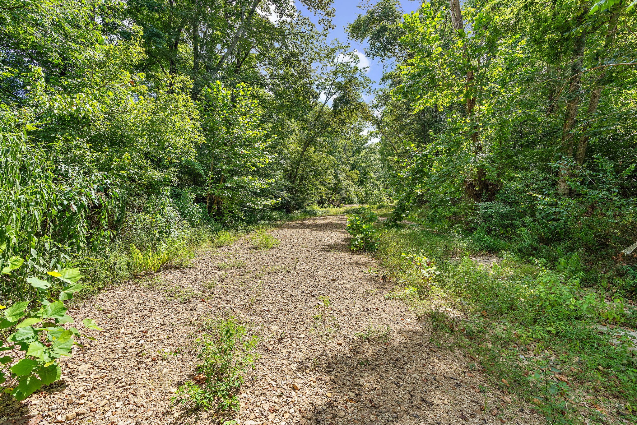 1861 Trace Creek Road Hohenwald, TN 38462 - Photo 24 of 29 a view of a yard with plants and a tree