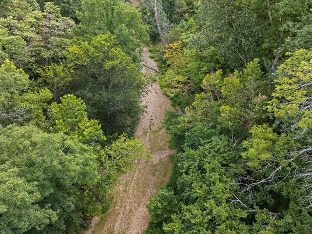 a view of a forest with a tree