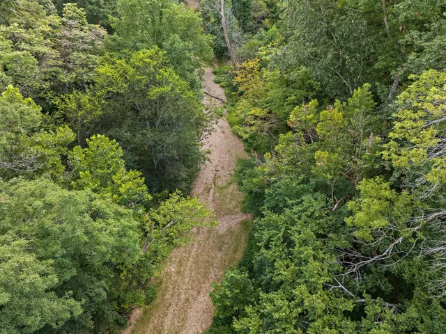 a view of a forest with a tree