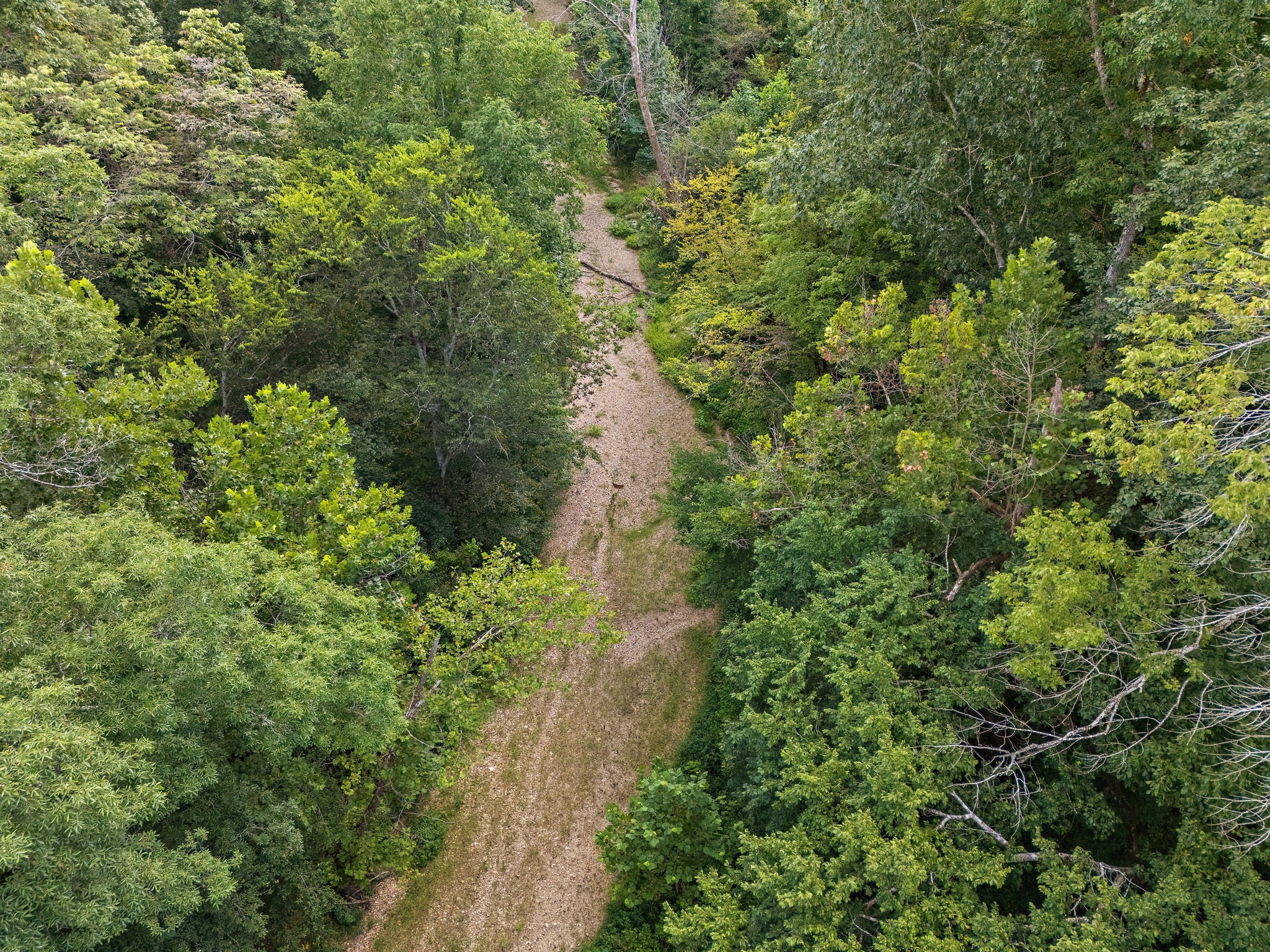 1861 Trace Creek Road Hohenwald, TN 38462 - Photo 25 of 29 a view of a forest with a tree