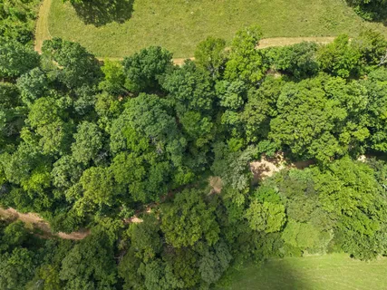 a view of a bunch of trees and bushes